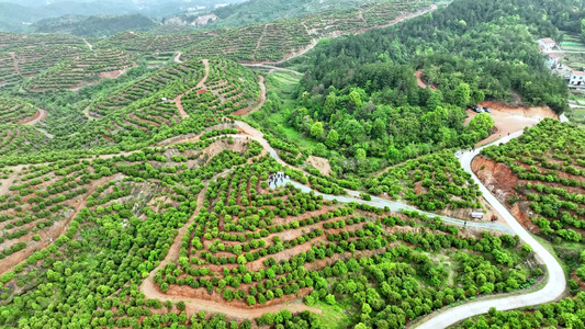 茶油种植基地 视频