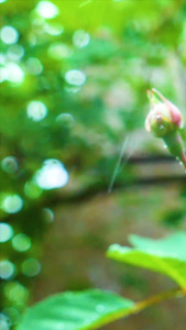 雨打花开视频