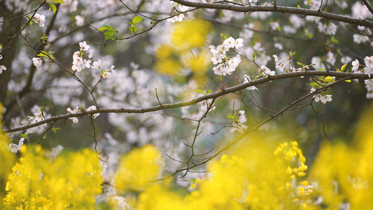 城市春天花季樱花盛开4k素材视频