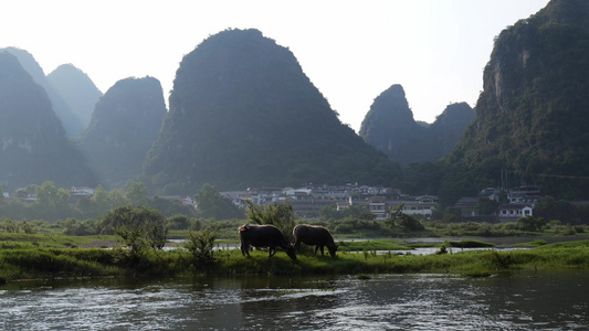 河边水牛吃草 养牛 放牛 牛吃草视频