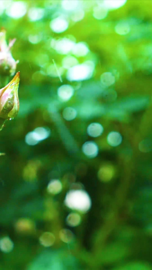 雨打花开327秒视频