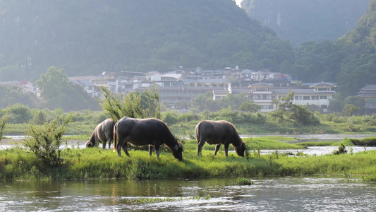 河边水牛吃草 养牛 放牛 牛吃草视频