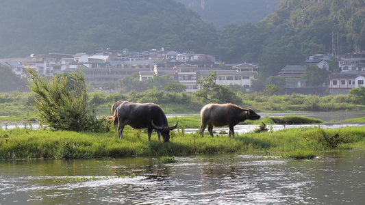 河边水牛吃草 养牛 放牛 牛吃草视频