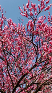 实拍盛开桃花春暖花开视频