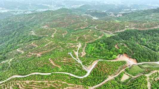 茶油种植基地 视频