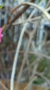 实拍红色桃花春暖花开视频