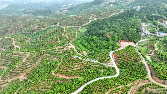 茶油种植基地 视频