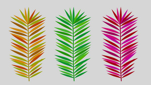 单片植物叶子生长20秒视频