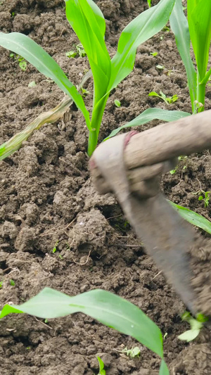拍摄农忙芒种玉米地施肥64秒视频