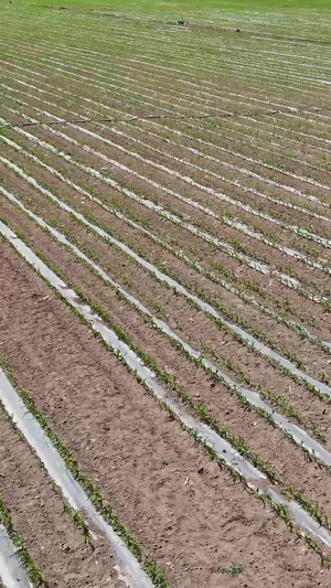 航拍春季刚发芽的麦田农作物102秒视频