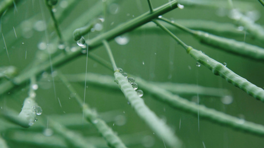 4K实拍微距雨水打在油菜上视频