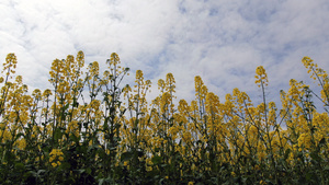 4K油菜花19秒视频