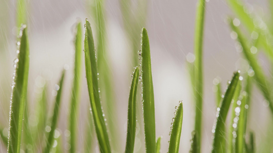 春分雨水露珠视频