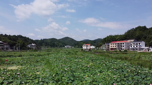 航拍乡村荷塘自然风景绿色的海洋视频