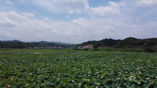 航拍乡村荷塘自然风景绿色的海洋视频