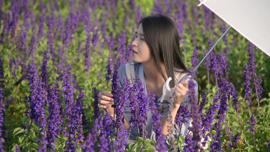 春天鼠尾草花丛里的少女视频