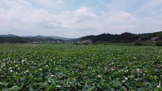 航拍乡村荷塘自然风景绿色的海洋视频