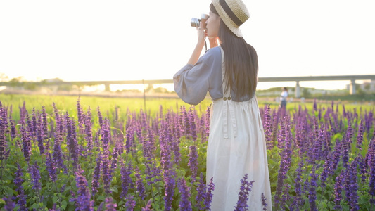 春天鼠尾草花丛里的少女视频