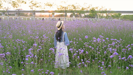 春天马鞭草花海中的少女视频