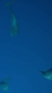 海水中的海豚海底世界视频