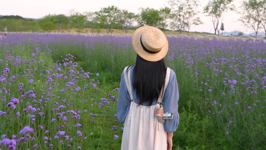 春天马鞭草花海中的少女视频