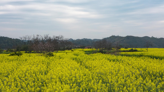 乡村油菜花自然风光[风景迷人]视频