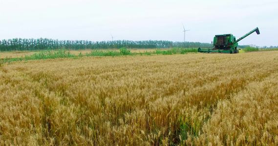 航拍大型收割机收割小麦 视频