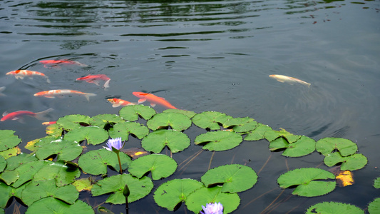 4K夏天池塘里的鲤鱼和睡莲视频