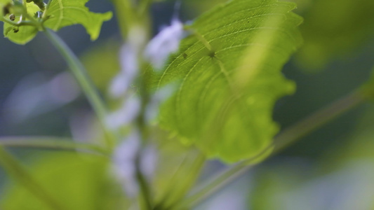 夏日的昆虫视频