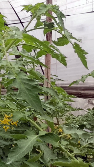 实拍农业种植有机蔬菜75秒视频