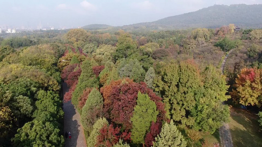 南京明孝陵石象路秋景航拍视频