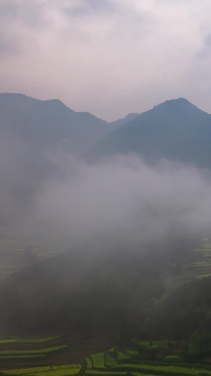 云雾缭绕在山间油菜花8秒视频