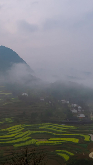 云雾缭绕在山间油菜花8秒视频