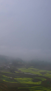 云雾缭绕在山间油菜花视频