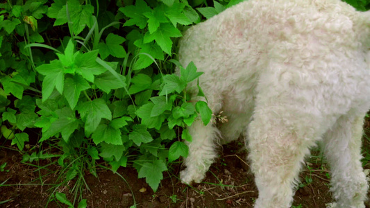 可爱的泰迪比熊犬视频