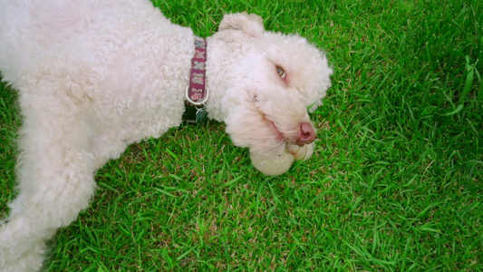 可爱的泰迪比熊犬视频