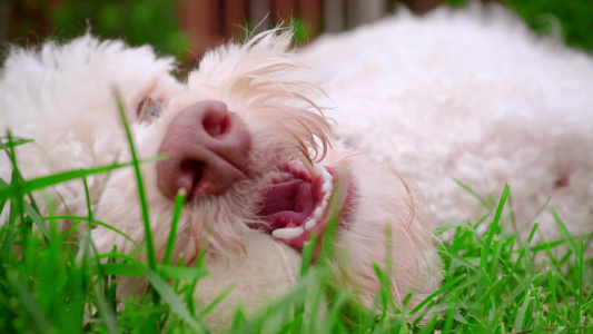 可爱的泰迪比熊犬视频