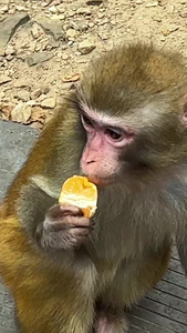 湖南5A级旅游景区张家界国家森林公园武陵源吃水果的野猴素材5A级景区视频