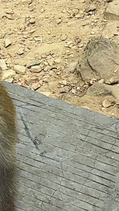 湖南5A级旅游景区张家界国家森林公园武陵源吃水果的野猴素材景区素材视频