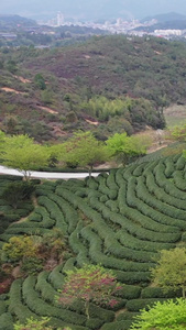 春季自然风光福建漳平永福樱花园春季景点视频