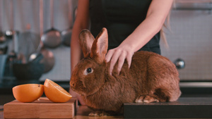 抚摸可爱的咖啡色兔子17秒视频