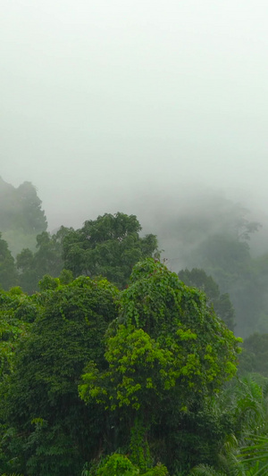 山林森林雨雾雨天云雾升腾延时合集30秒视频