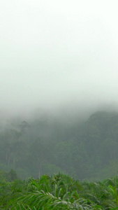 山林森林雨雾雨天云雾升腾延时合集视频