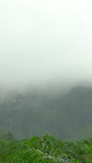 山林森林雨雾雨天云雾升腾延时合集30秒视频