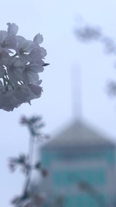 春天樱花季来临樱花盛开与建筑唯美视频素材樱花雨视频