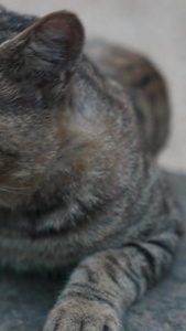 在石头上打哈欠犯懒的可爱小猫咪国际猫咪日视频