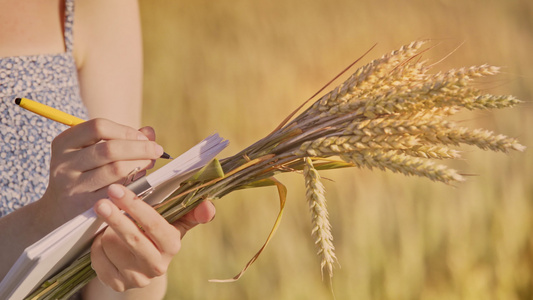 女研究员在实验稻田里做记录视频