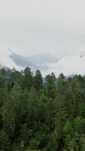 航拍山谷河流云海最美山中视频