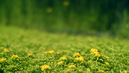 蜜蜂在小黄花上采蜜视频