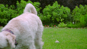 小狗在花园里打闹6秒视频